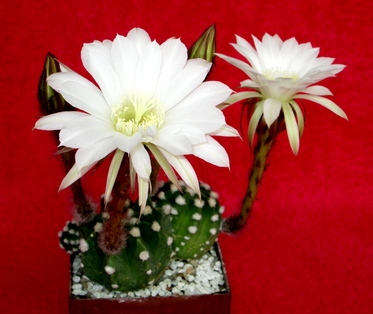 38 - Echinopsis subdenudata - 16