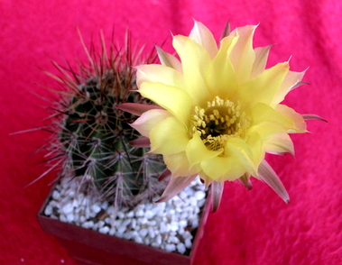 39 - Echinopsis aurea  - 05