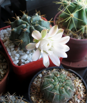 40 - Gymnocalycium mihanovichii v.fridrichii   - 01