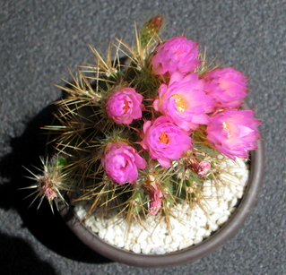 43 - Acanthocalycium Violaceum  - 17