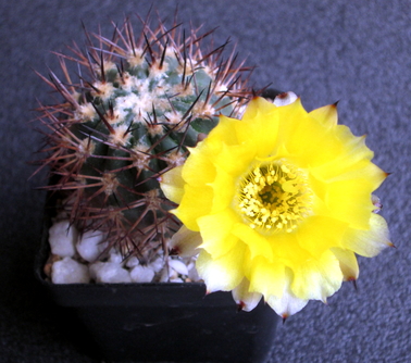 46 - Echinopsis aurea  - 10