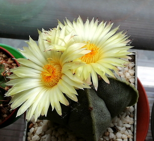47 - Astrophytum Myriostigma - 06