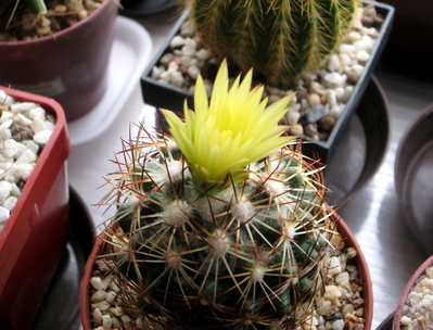 48 - Coryphantha - 04
