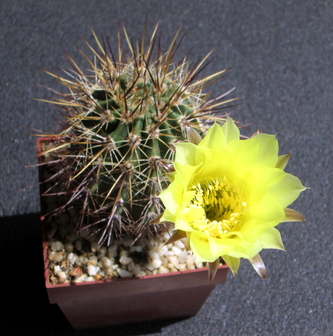 52 - Echinopsis aurea  - 04