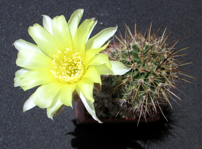 54 - Echinopsis aurea  - 12