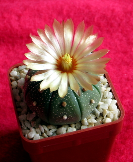 55 - Astrophytum asterias - 03