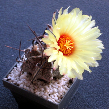 56 - Astrophytum capricorne - 01