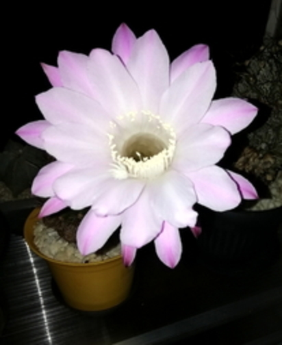58 - Echinopsis oxygona  - 20