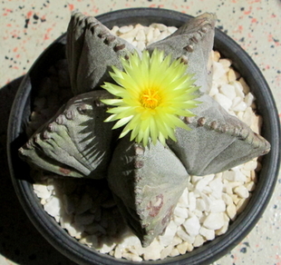 01 - Astrophytum Myriostigma - 04