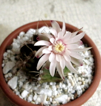 02 - Gymnocalycium mihanovichii  - 4