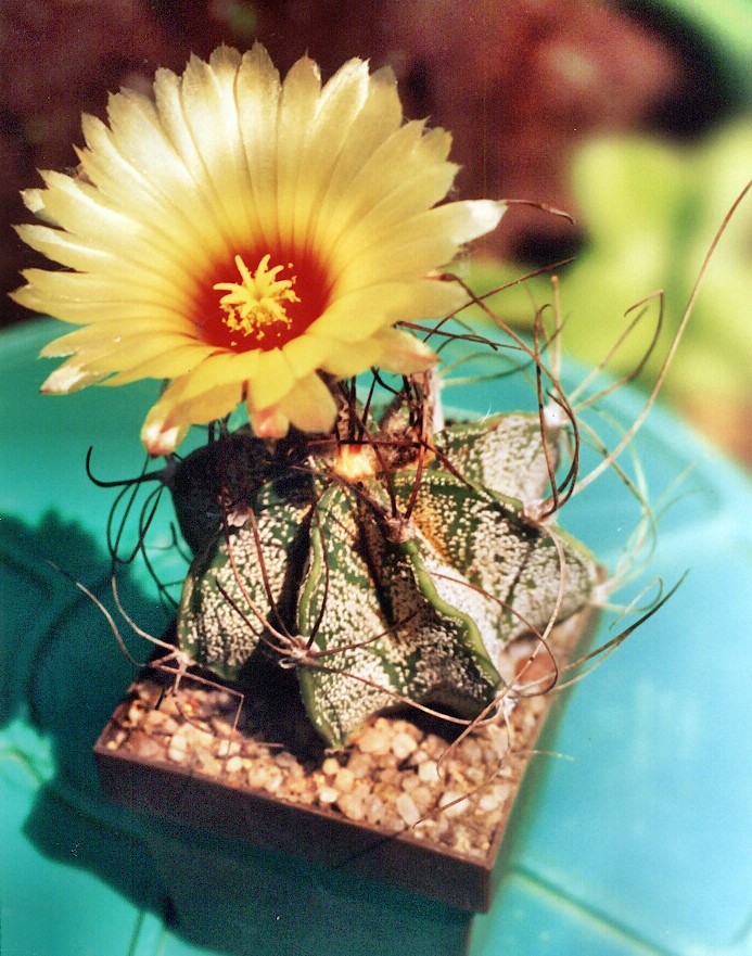 Astrophytum Nmeum-a