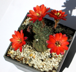 04 - Rebutia pygmaea  - 10