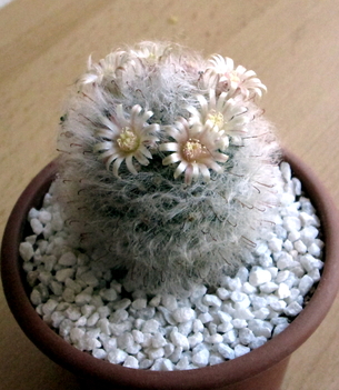 05 - Mammillaria bocasana  - 02