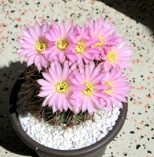 06 - Acanthocalycium Violaceum  - 6