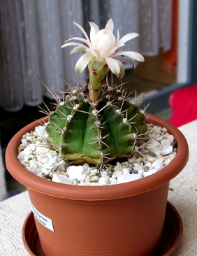 11 - Gymnocalycium mihanovichii  - 3