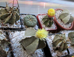 12 - Astrophytum  - 03