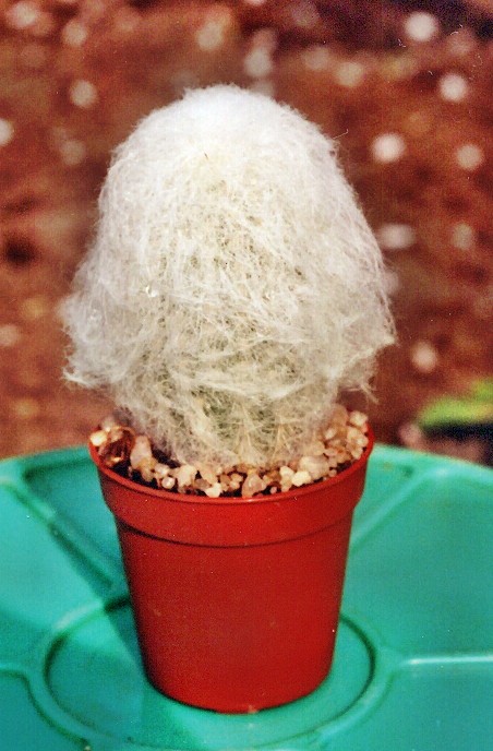 Cephalocereus Senilis (stařeček)