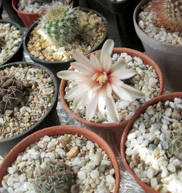 16 - Gymnocalycium erinaceum  - 06