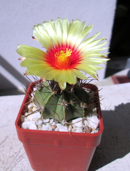 17 - Astrophytum multihybrid - 2