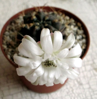 18 - Gymnocalycium mihanovichii v.fridrichii   - 4