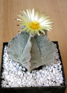 21 - Astrophytum Myriostigma - 03