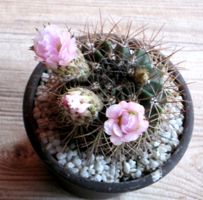 22 - Acanthocalycium Spiniflorum - 8