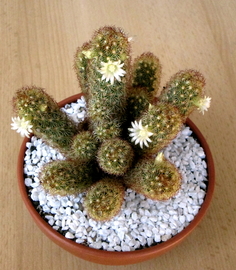 23 - Mammillaria elongata  - 05