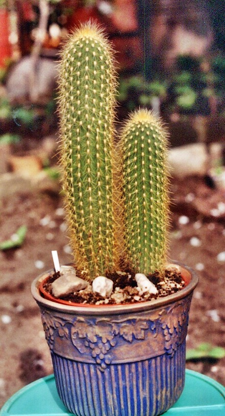 Cereus Peruvianus (manstrosus)