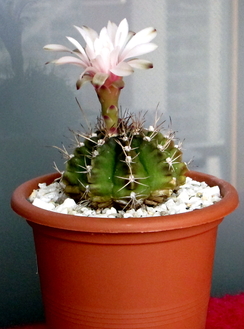 24 - Gymnocalycium mihanovichii  - 07