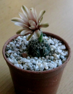 25 - Gymnocalycium erinaceum  - 01