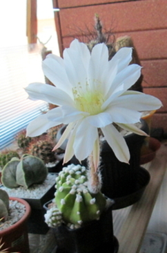 27 - Echinopsis subdenudata - 14