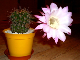 31 - Echinopsis oxygona - 42a