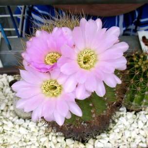 Acanthocalycium Violaceum  - 10