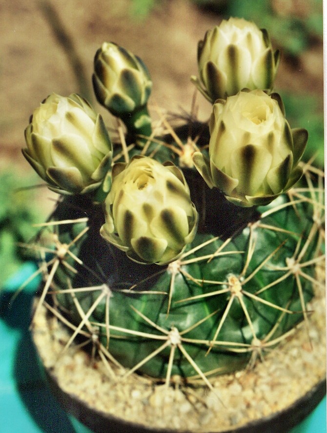 Cymnocalycium-b