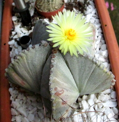 Astrophytum Myriostigma - 05