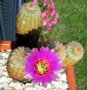 Echinocereus rigidissimus - 12