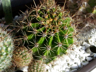 Echinopsis oxygona  - 01