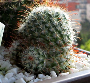 Mammillaria bombycina  - 01