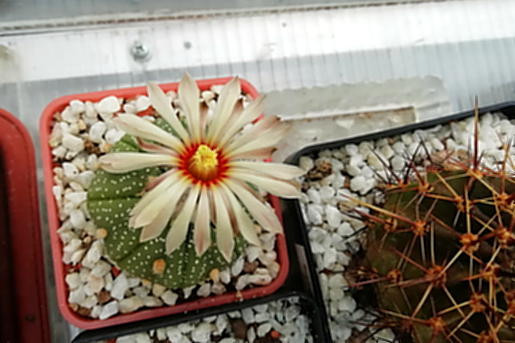 Astrophytum asterias  - 07