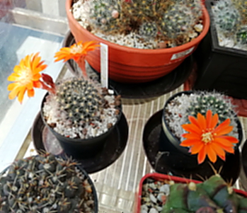 Aylostera flavistyla - 15
