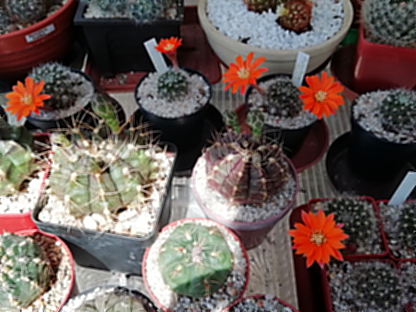 Aylostera flavistyla - 19