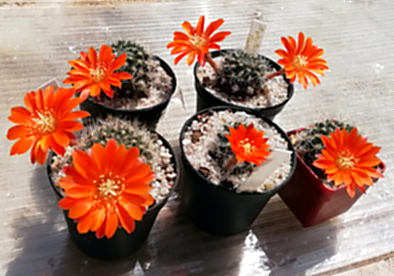 Aylostera flavistyla - 22