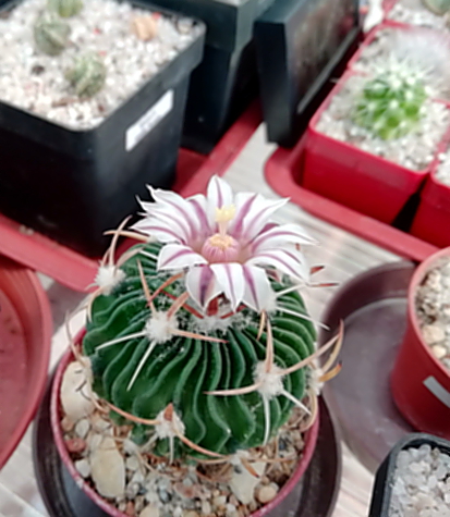 Echinofossulocactus kellerianus  - 03