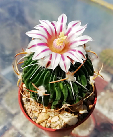 Echinofossulocactus kellerianus  - 05