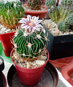 Echinofossulocactus kellerianus  - 15