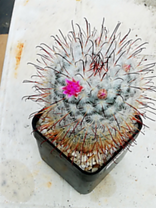 Mammillaria bombycina  - 01