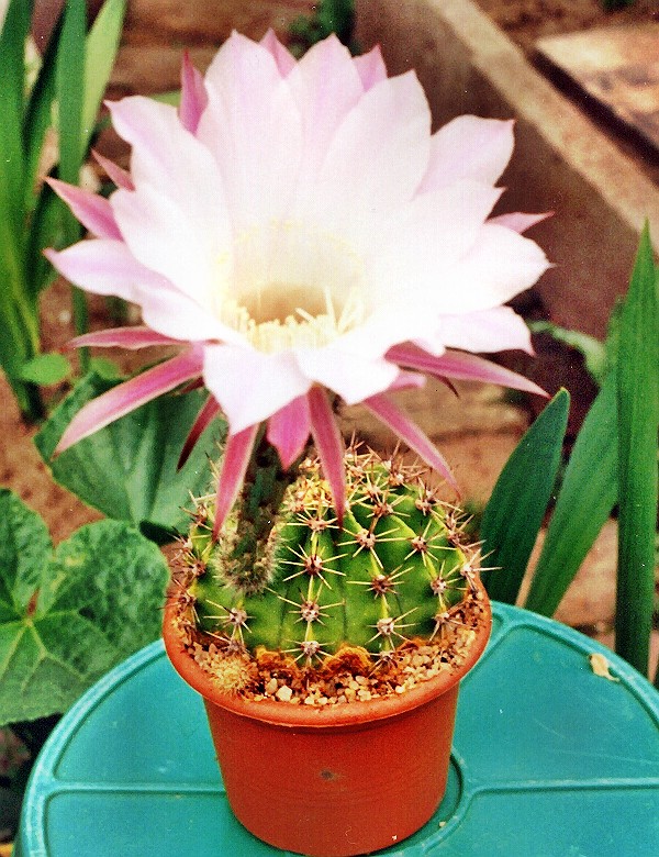 Echinopsis-a