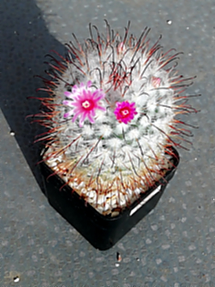 Mammillaria bombycina  - 03