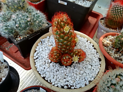 Mammillaria elongata f. rubrispina  - 06