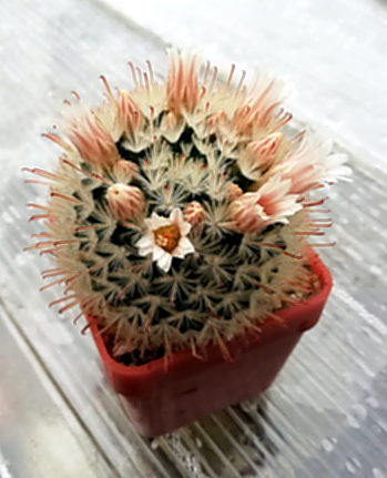 Mammillaria pennispinosa  - 05
